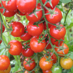 Ripe red cherry tomatoes on branch in the vegetable garden. Tomato plant on summer