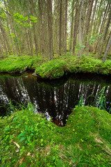 Still water river in forest at summer day
