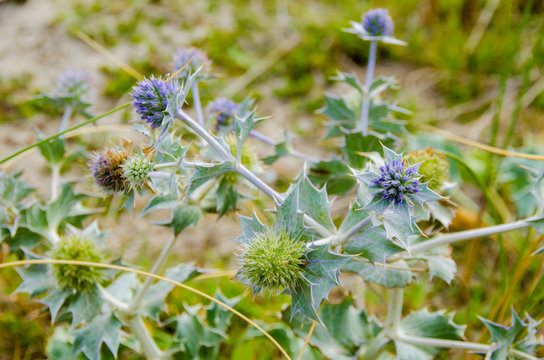 Plant de panicaut maritime (chardon)