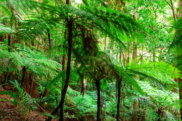 Fototapeta na wymiar Lush Australian rainforest in the Lamington National Park