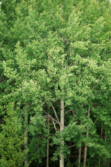 Aspen at summer green foliage nature background