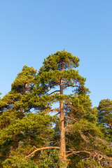 Lush pine tree branches in nature