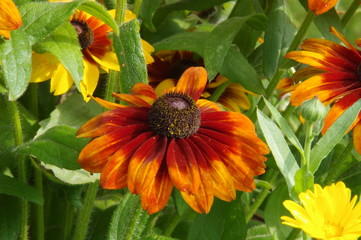 Echinacea 