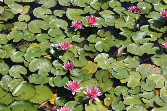 flor de agua parque del oeste  m&aacute;laga