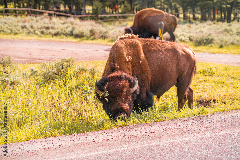 Wall mural bison