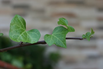  garden of the costa del sol malaga