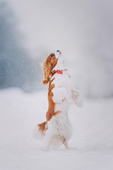 Cavalier king charles spaniel stands on its hind legs