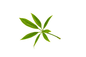 Schefflera leucantha leaves on white background