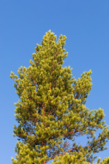 Lush pine tree branches in nature