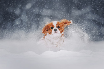 Cavalier king charles spaniel runs in the snow