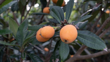a Japanese medlar is round and small yellow fruit