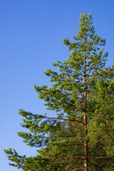 Lush pine tree branches in nature