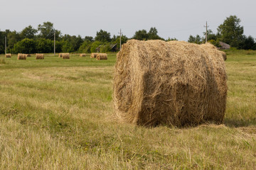 Rolled haystacks on an agricultural field. Landscape.