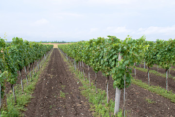 Fototapeta na wymiar Grape vines in the national park Neusiedler See in the Illmitz Burgenland