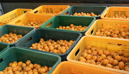 a Japanese medlar is round and small yellow fruit