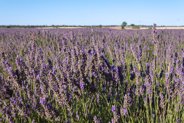 Fototapeta premium Purple lavender field are the blue sky background in Brihuega, Spain, Europe