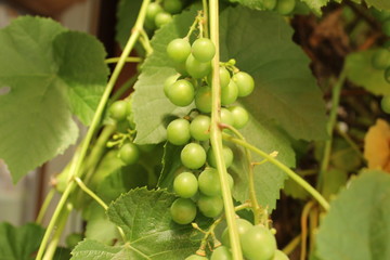 green grapes on a green branch