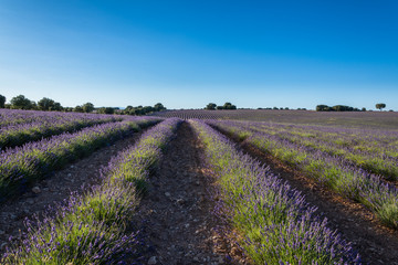 Fototapeta na wymiar Landscape of rows of lavender with trees in the background in Brihuega, Spain, Europe