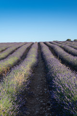 Fototapeta premium Rows of vertical lavender plantations in Brihuega, Spain, Europe
