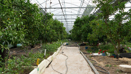 green little fruit trees growing on the farm