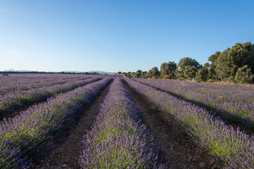 Fototapeta na wymiar Landscape with rows of lavender plantations and trees in Brihuega, Spain, Europe