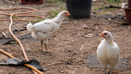 small farm animals native chicken