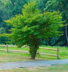Shapely Tree and Fence