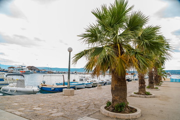 Obraz premium palm trees around the sea large leaves