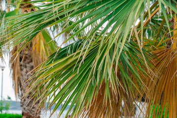 palm trees around the sea large leaves