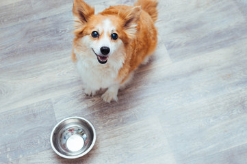 happy happy dog is waiting for food at an empty bowl in the kitchen. Dog diet concept - obrazy, fototapety, plakaty