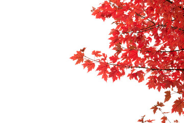 Detail of japanese maple autumnal red foliage