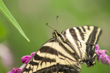 Monarch butterfly