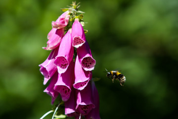 Beautiful park garden view of purple flower in a countryside home garden.