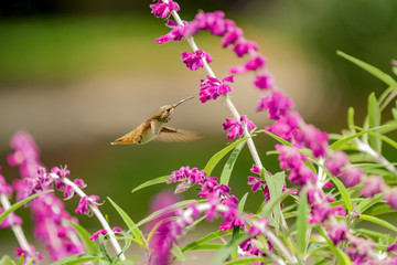 smell the flowers