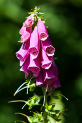 Beautiful park garden view of purple flower in a countryside home garden. © Artūrs Stiebriņš