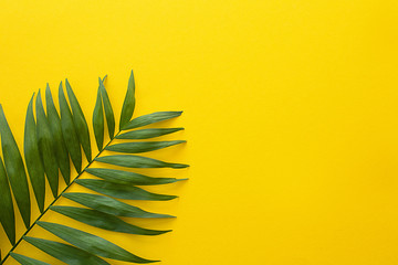 Fototapeta na wymiar tropical palm leaf on bright yellow background