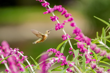 smell the flowers