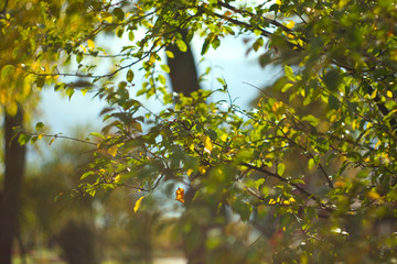 green leaves and sun