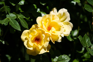 Beautiful yellow flower blooming in a countryside home garden in a hot, sunny summer day.