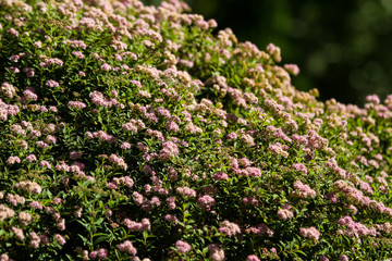 Small, beautiful pink flowers in a countryside home park garden in a sunny day.