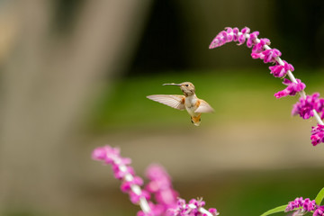 smell the flowers