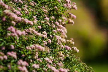 Small, beautiful pink flowers in a countryside home park garden in a sunny day.