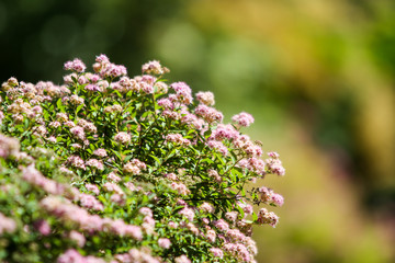 Small, beautiful pink flowers in a countryside home park garden in a sunny day.