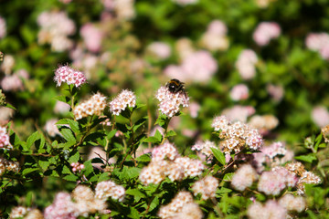 Small, beautiful pink flowers in a countryside home park garden in a sunny day.