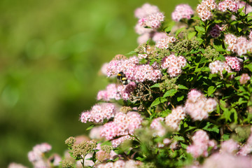 Small, beautiful pink flowers in a countryside home park garden in a sunny day.