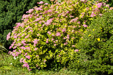 Obraz premium Small, beautiful pink flowers in a countryside home park garden in a sunny day.