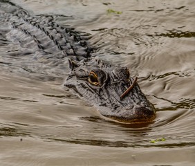 crocodile in water