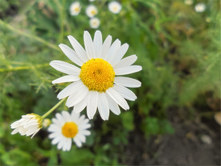 white wild camomile on blurry green background selective focus