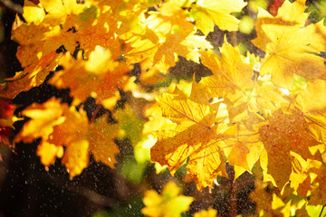 Fototapeta na wymiar Autumn leaves on sunny background. Banner with blurred background. Cozy fall mood. Season and weather concept, light bokeh