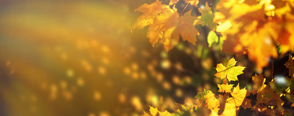 Orange, yellow maple leaves background. Golden autumn concept. Sunny day, warm weather. Banner with...